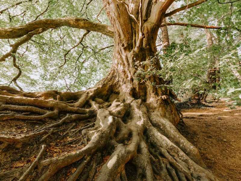 Tradition….tradition!