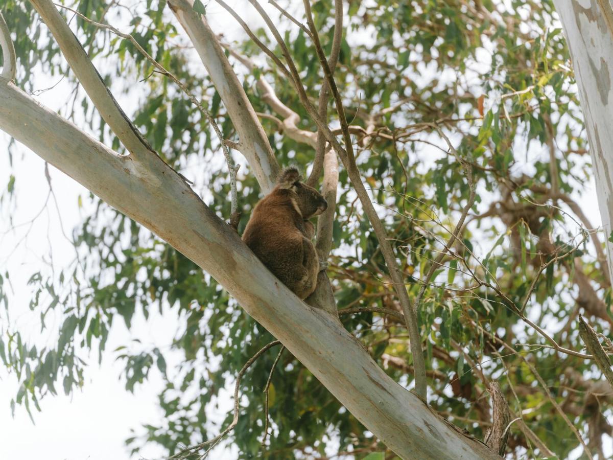 Ah, to be in the&nbsp;bush!