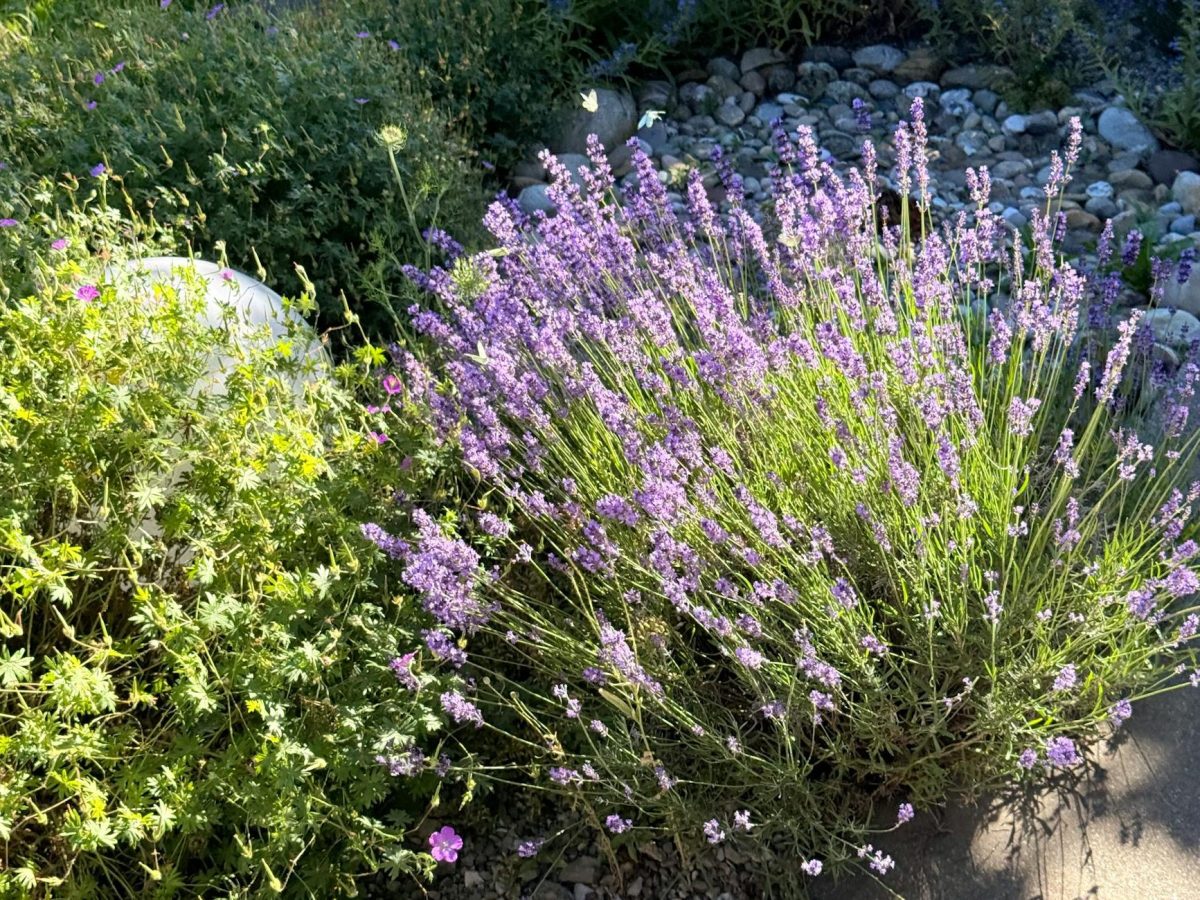 Options & Expectations